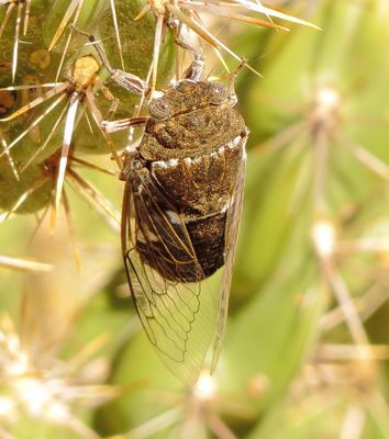 Common Cactus Dodger