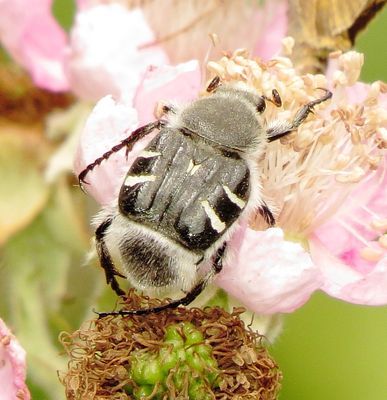 Texas Flower Scarab