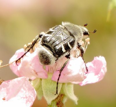 Texas Flower Scarab