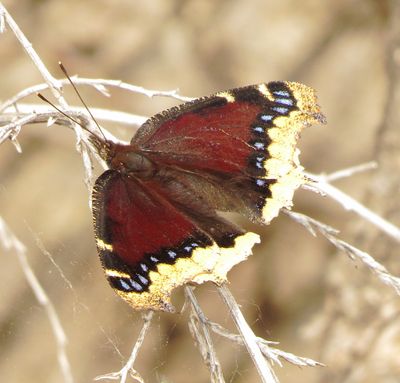 Mourning Cloak