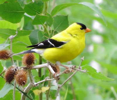 American Goldfinch