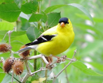 American Goldfinch