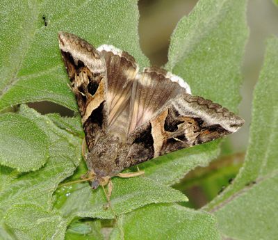 Indomitable Graphic Moth