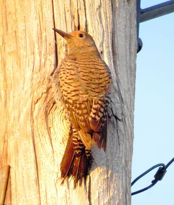 Northern Flicker
