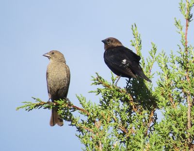 Brown-Headed Cowbird