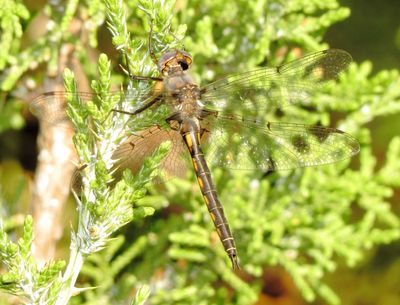 Dot-Winged Baskettail