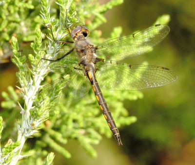 Dot-Winged Baskettail