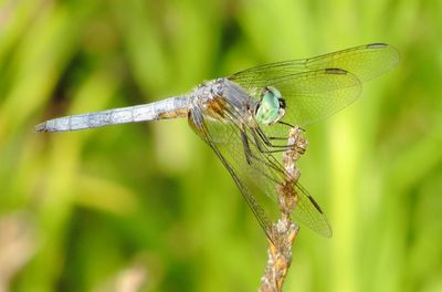 Blue Dasher