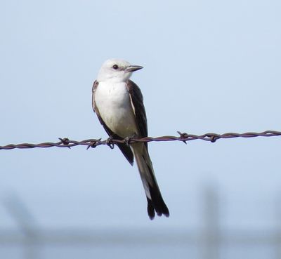 Scissor-Tailed Flycatcher