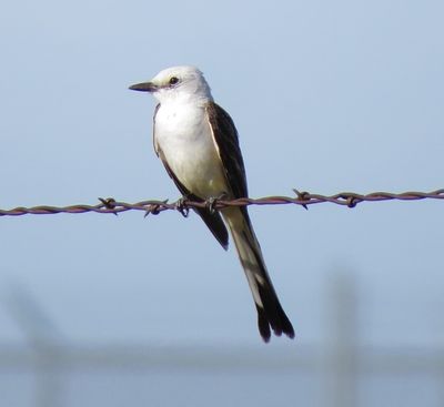 Scissor-Tailed Flycatcher