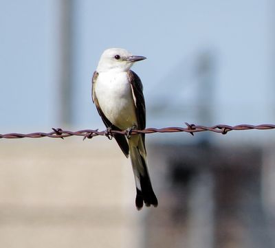 Scissor-Tailed Flycatcher