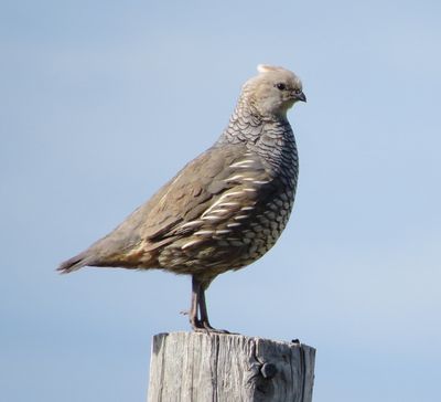 Scaled Quail