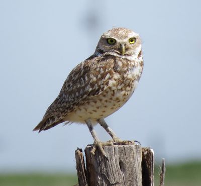 Burrowing Owl