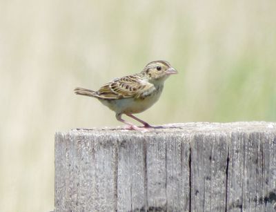 Grashopper Sparrow