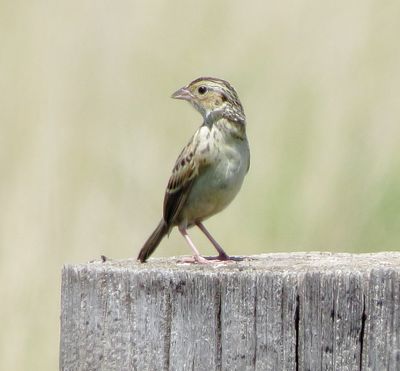 Grashopper Sparrow