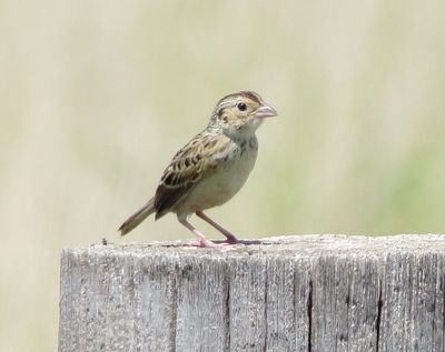Grashopper Sparrow