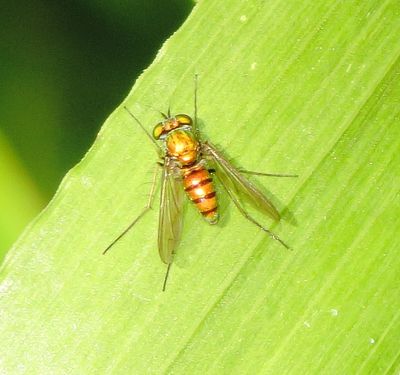 Genus Condylostylus