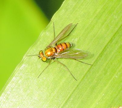 Genus Condylostylus