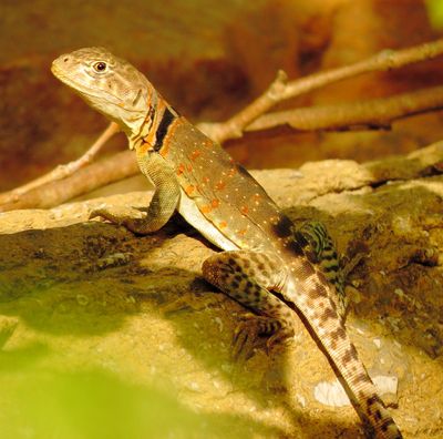 Eastern Collared Lizard