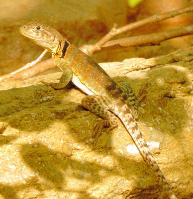 Eastern Collared Lizard