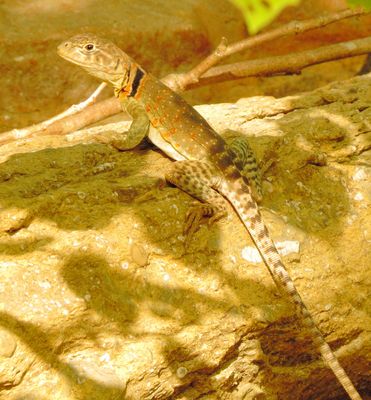 Eastern Collared Lizard