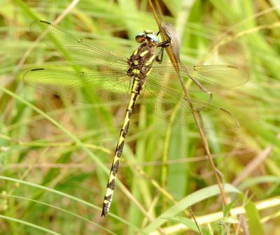 Arrowhead Spiketail