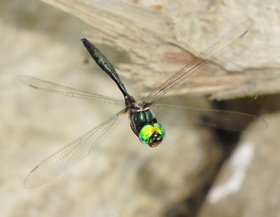 Ozark Emerald