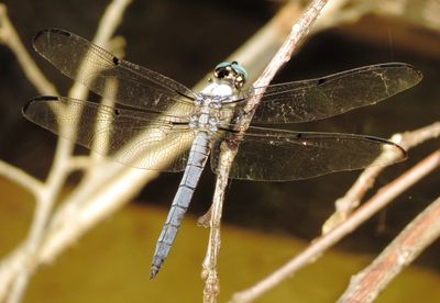 Great Blue Skimmer