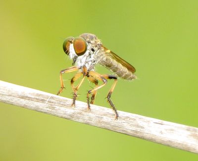 Genus Ommatius