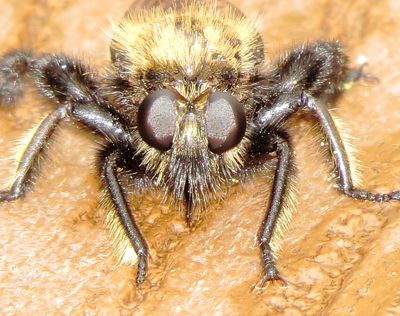 Genus Laphria