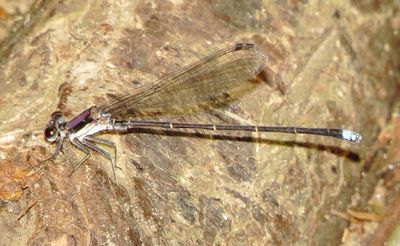 Blue-Tipped Dancer