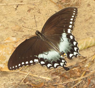 Spicebush Swallowtail