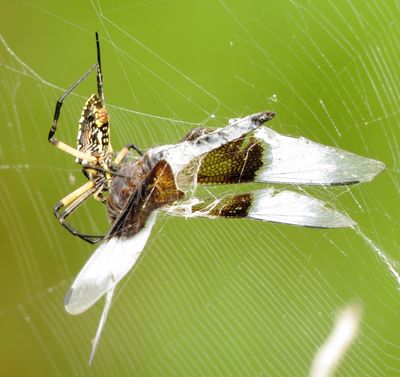 Yellow Garden Spider