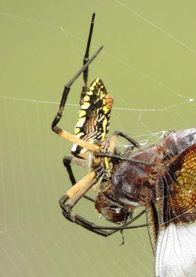 Yellow Garden Spider