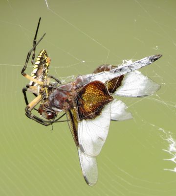 Yellow Garden Spider