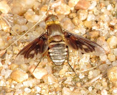 Band-Winged Bee Fly