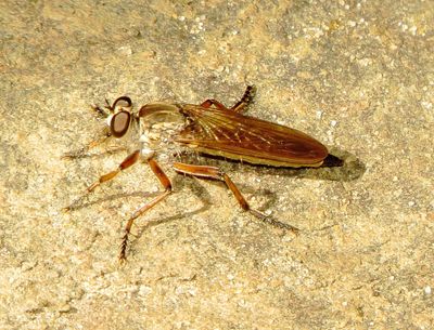 Genus Philonicus
