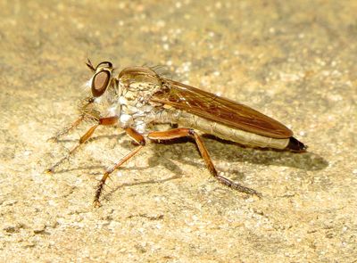 Genus Philonicus