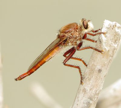Genus Proctacanthus
