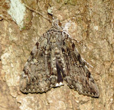 Tearful Underwing