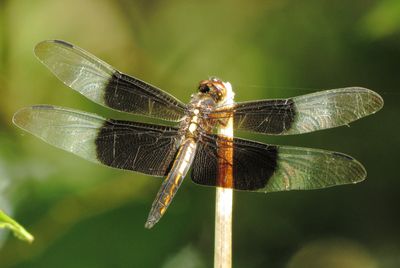 Widow Skimmer