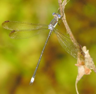 Great Spreadwing