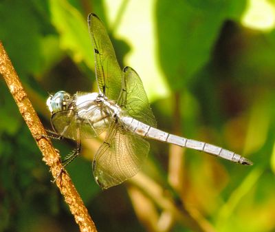 Great Blue Skimmer