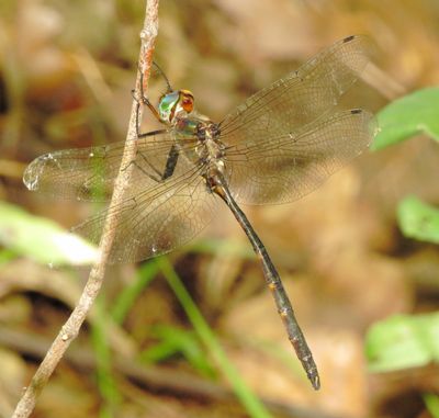 Mocha Emerald