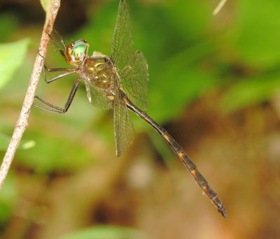 Mocha Emerald