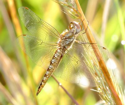 Wandering Glider
