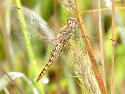 Wandering Glider
