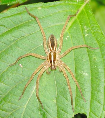 Rabid Wolf Spider