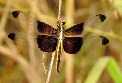 Widow Skimmer