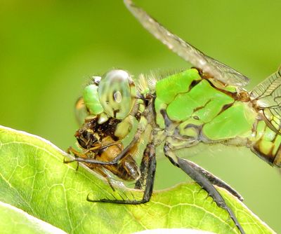 Eastern Pondhawk